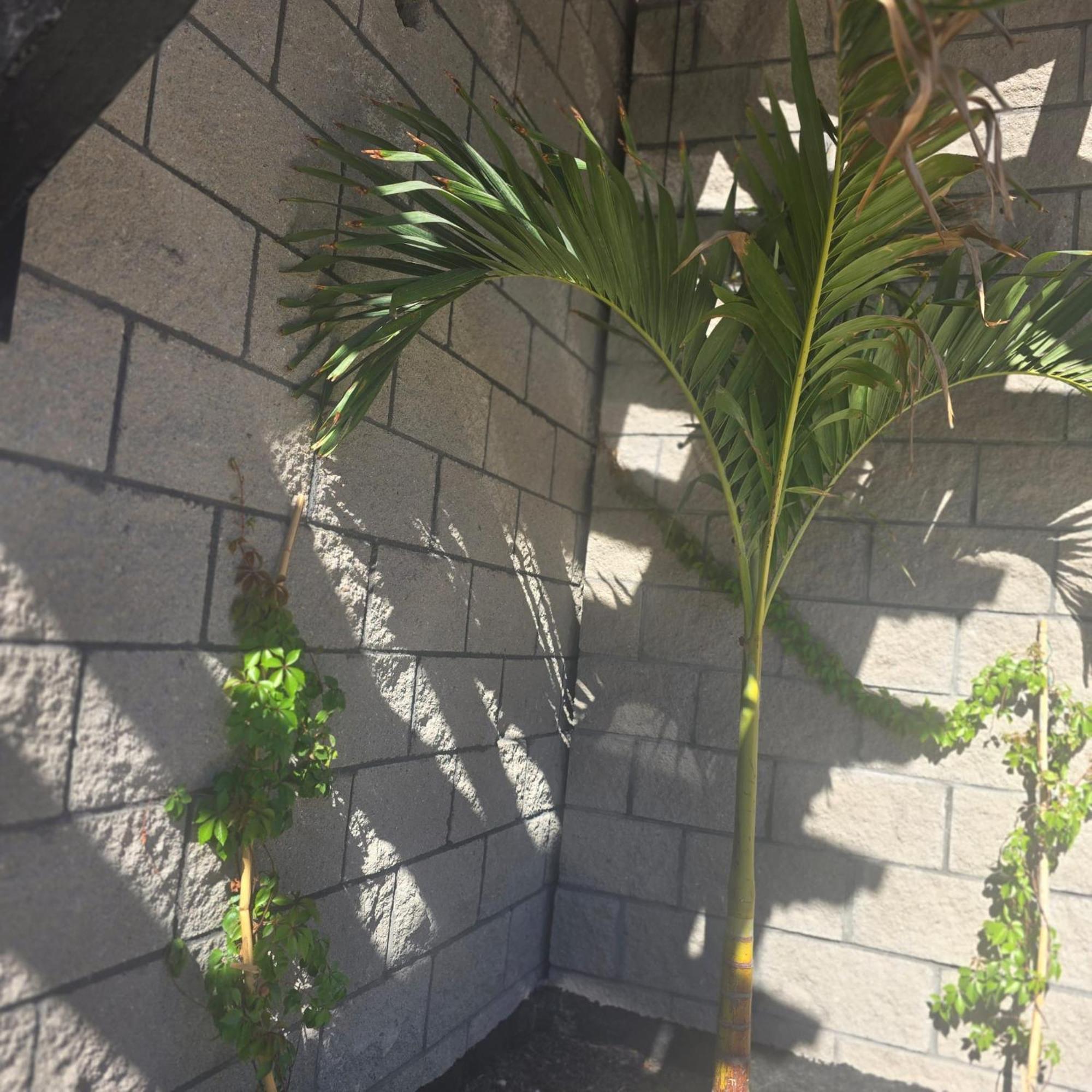 Playas Hotel Suites 푸에르토페나스코 외부 사진